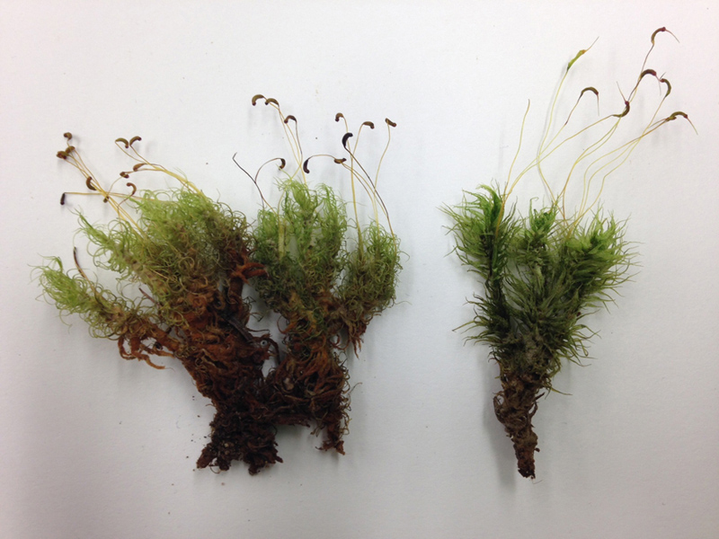 Dicranum polysetum